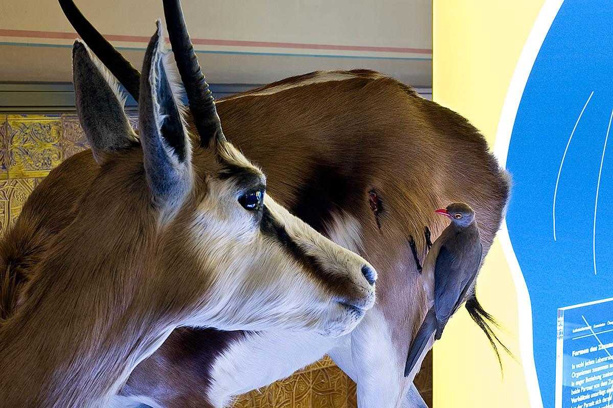 The photo shows a prepared springbok with oxpeckers