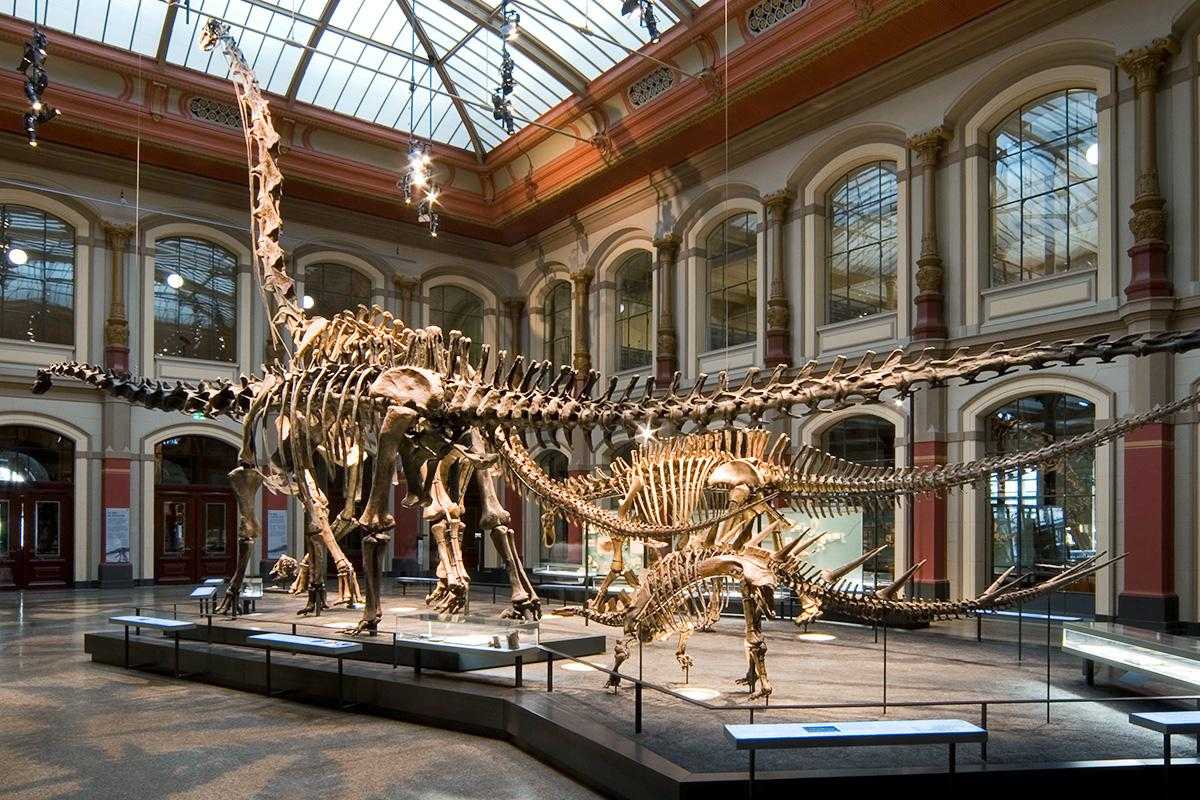 Dinosaur skeletons in the Dinosaur Hall