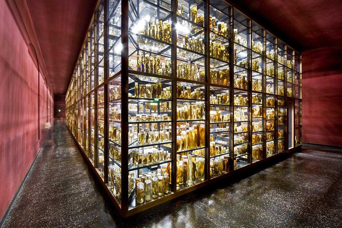 Tall shelves with animal specimens in the Wet Collection