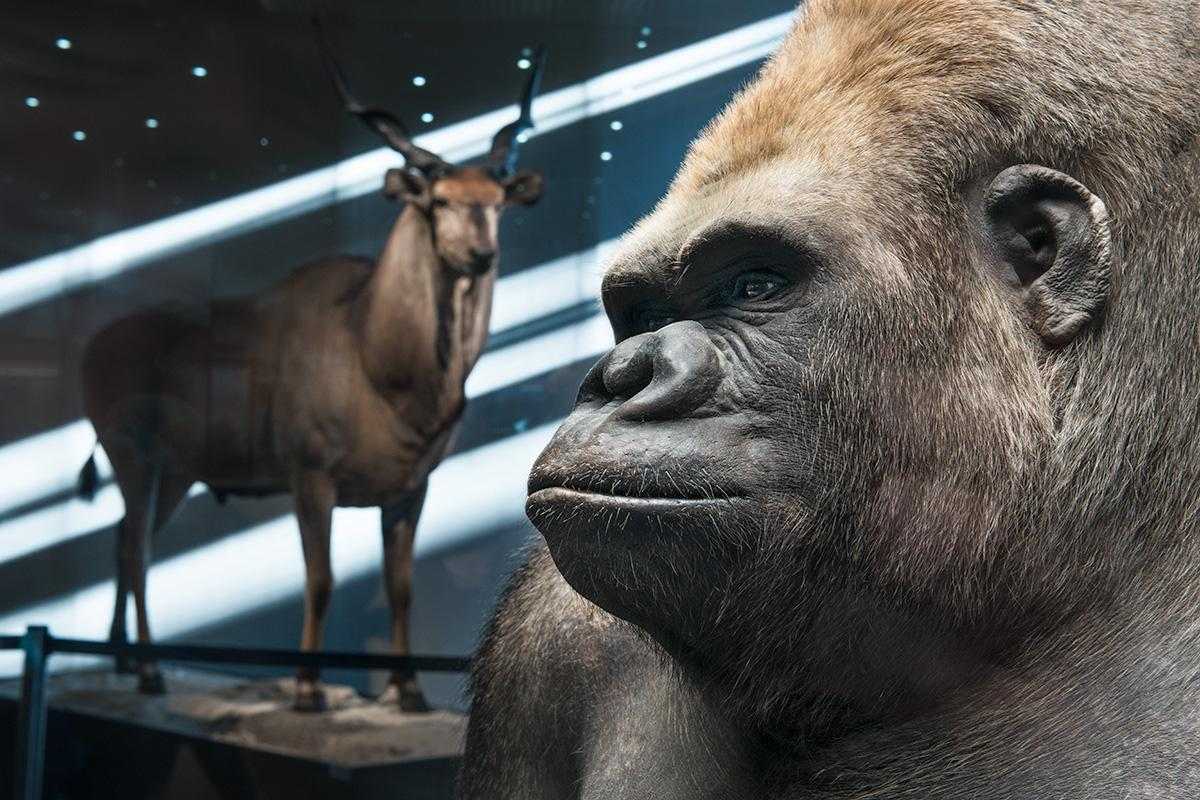 The face of the gorilla Bobby, behind it the specimen of a giant eland antelope