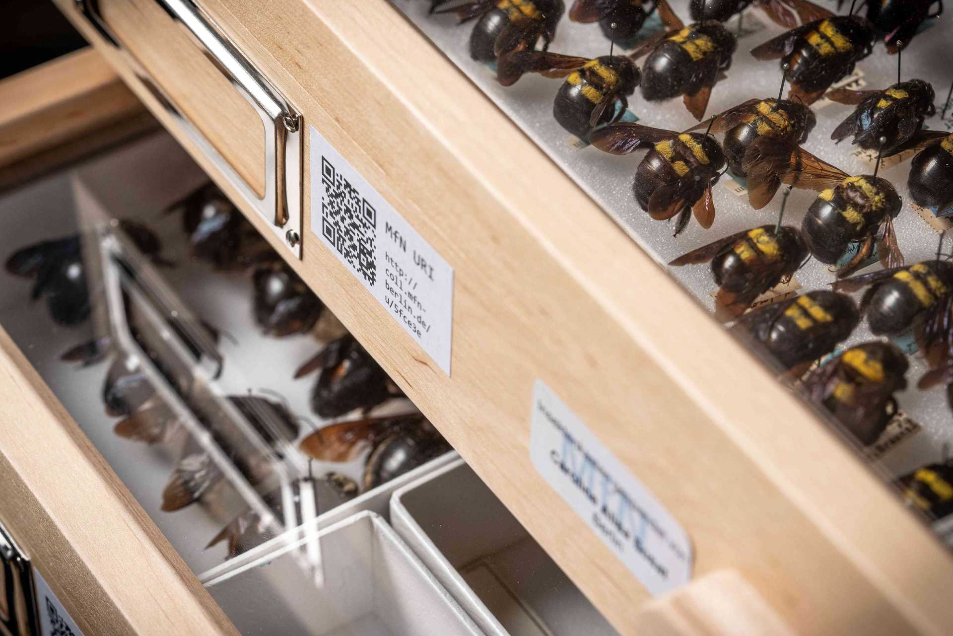 Collection of the Museum für Naturkunde