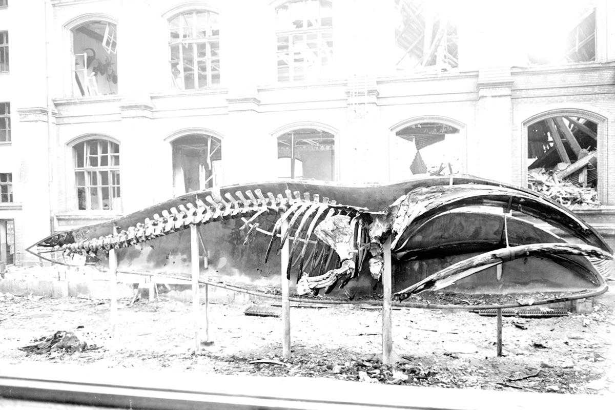Historical whale model