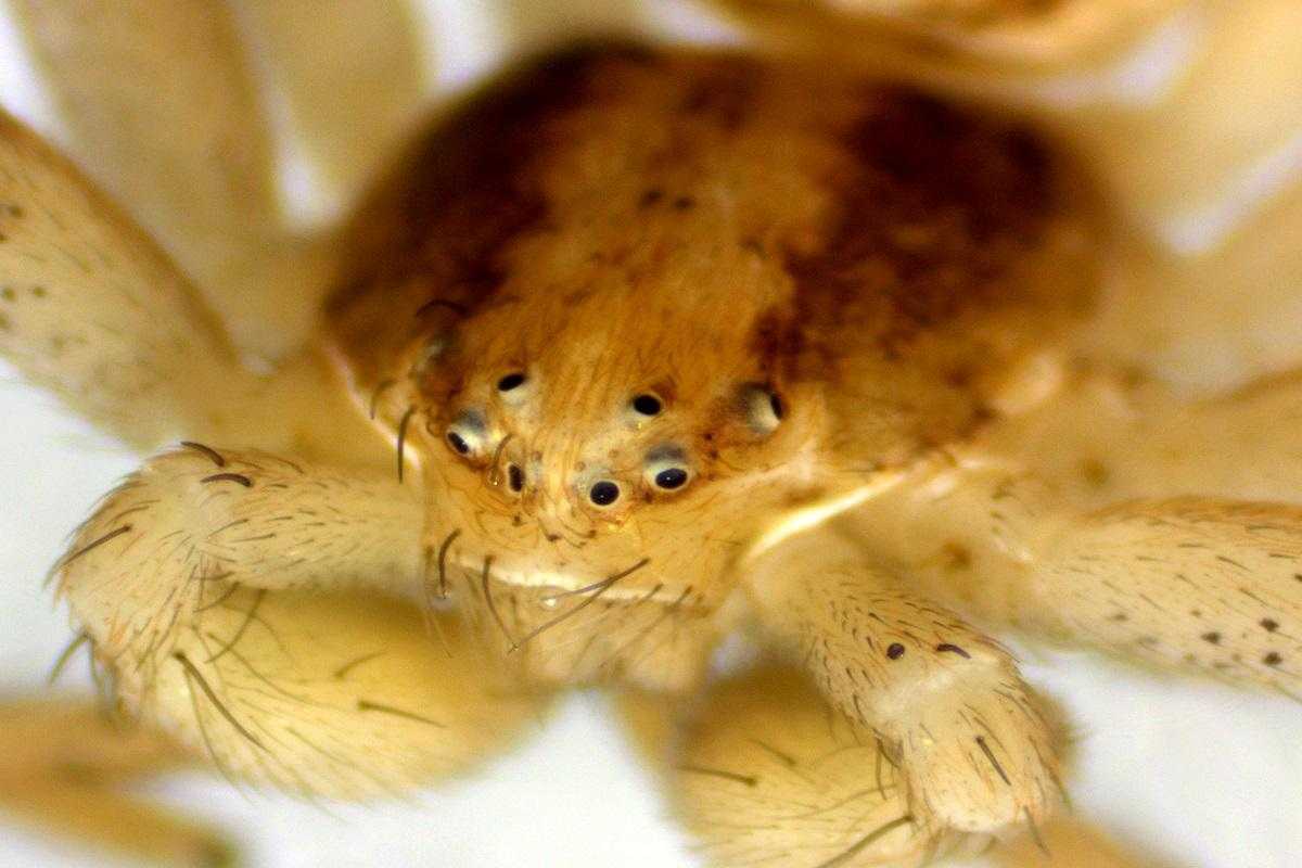Close-up of a crab spider (Thomisidae)