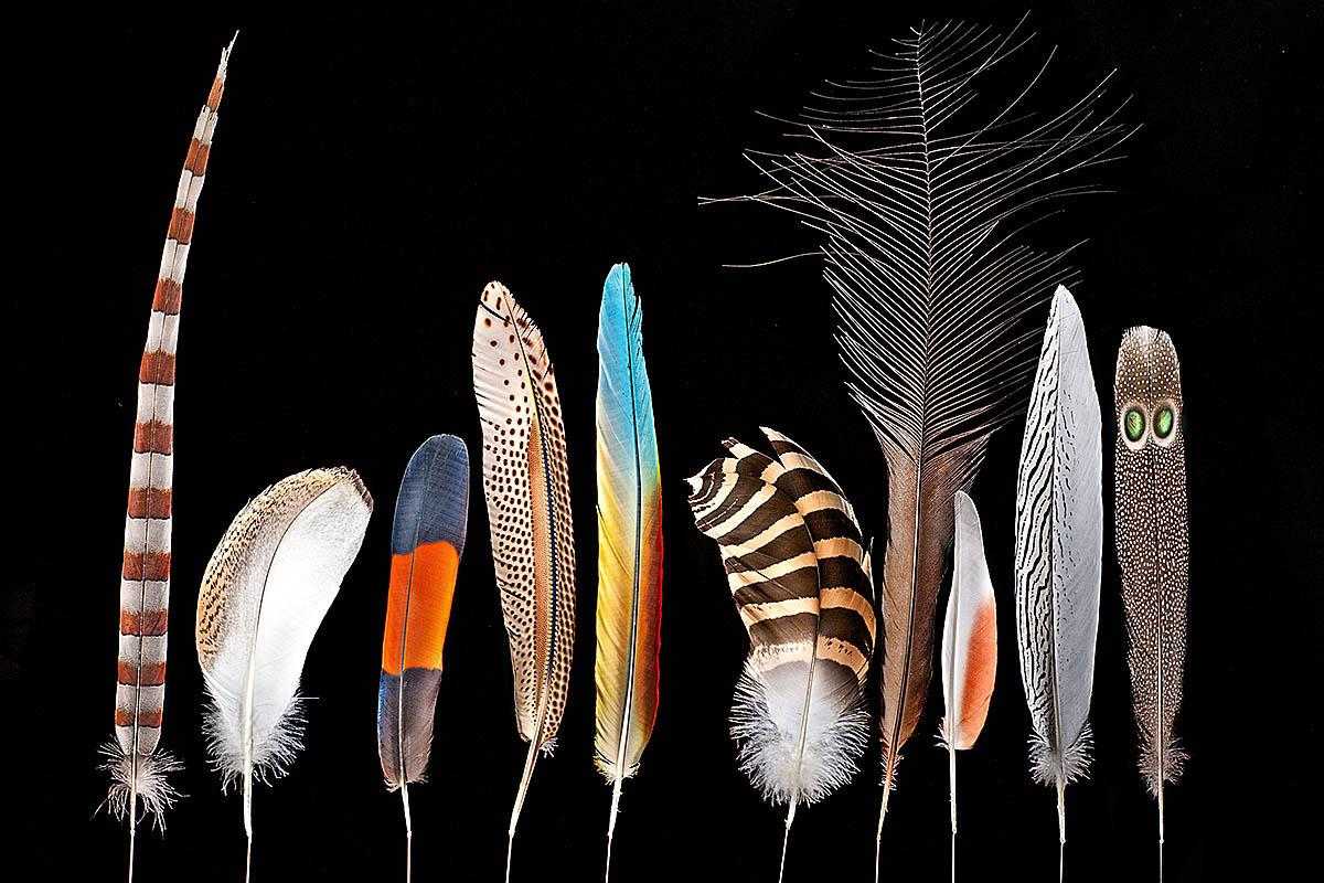 Feather band made of different colored feathers
