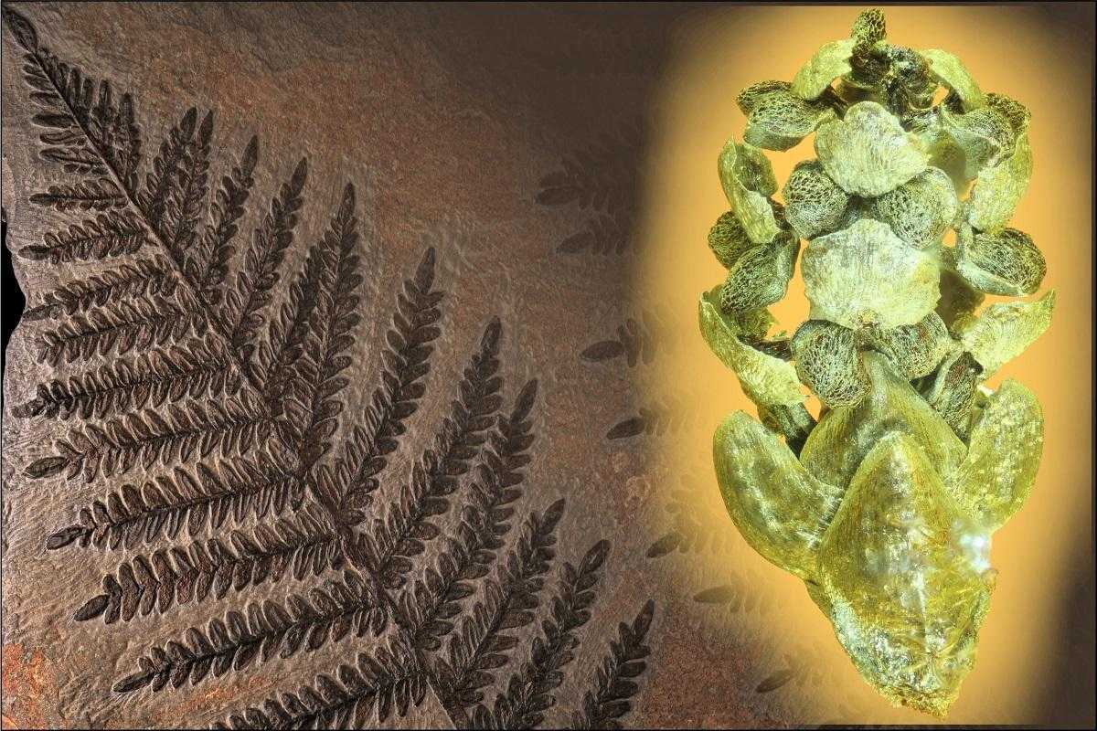 View of the paleobotany collection. Photo: Carola Radke