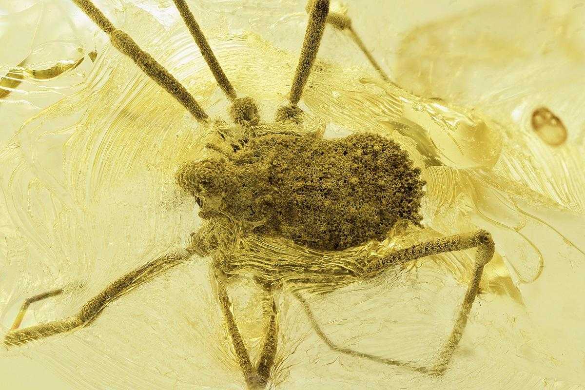Extinct harvestman in Ukrainian Rovno amber