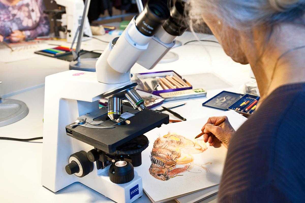 A woman sits at the microscope and draws the magnified view on paper